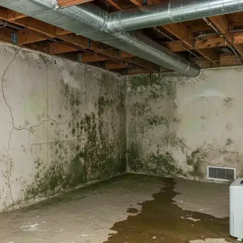 Professional Mold Removal in Country Club Hills, IL